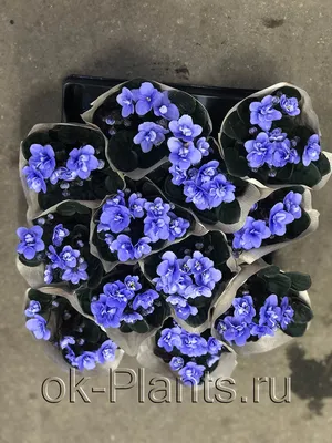 Цветок искусственный декоративный Фиалки в кашпо, 23х10 см, Y4-7933 в  Россоши: цены, фото, отзывы - купить в интернет-магазине Порядок.ру