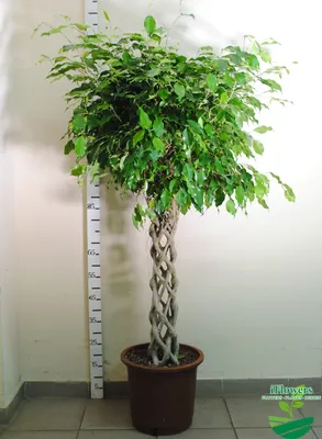 Фикус Бенджамина (Ficus Benjamina) Анастасия купить в Березе, закажи, а мы  доставим.