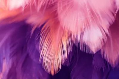 Фиолетовые линзы Adria Glamorous Violet | Купить контактные линзы в  интернет-магазине AdriaCats