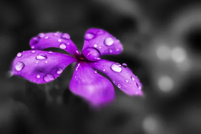 Фиолетовые цветы (72 фото) - 72 фото