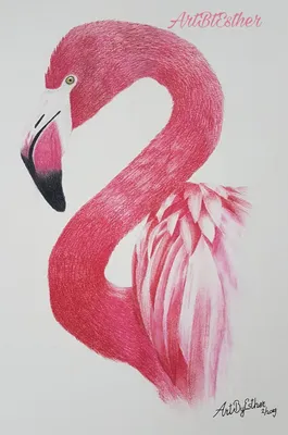 Картинки фламинго для срисовки - 83 фото