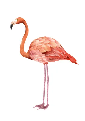 https://deviceart.ru/21168-flamingo-art
