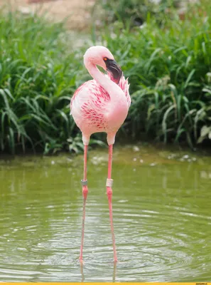 Фламинго — раскраски для детей скачать онлайн бесплатно