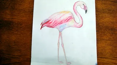 Фламинго: красивые, но уязвимые птицы» — создано в Шедевруме