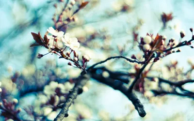 Фон весна природа - 84 фото