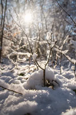 Живой фон зима - 59 фото