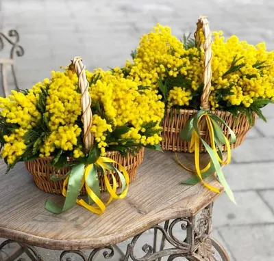 Мимоза: символичный цветок для весеннего праздника, 8 марта