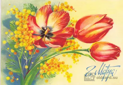 С праздником 8 марта! — Ветка мимозы на фоне весеннего леса — Почтовая  карточка АВИА 1982 года - Старая открытка - открытки СССР
