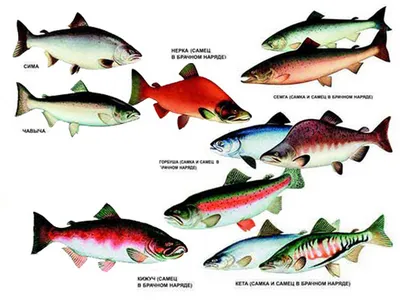 Реликтовую рыбу из Миссисипи привезли на Дальний Восток (ФОТО) — Новости  Хабаровска