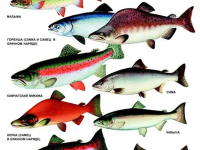 Рыба Дальнего Востока: виды, названия и фото. — Все новости на 123ru.net