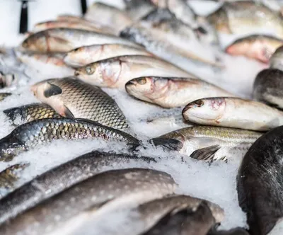 Цены на красную рыбу в России ждет обвал - PrimaMedia.ru