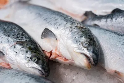 Самая вкусная рыба дальнего востока cherry salmon | Пикабу