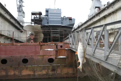 Сразу убивайте': в США проникли опасные рыбы с Дальнего Востока - ForumDaily