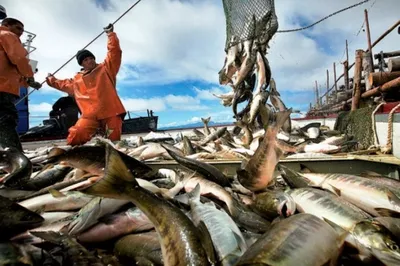 Дальний Восток лидирует по вылову рыбы в РФ