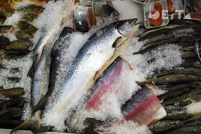 Рыбаки с Дальнего Востока впервые выловили тунца весом около 200  килограммов / VSE42.RU - информационный сайт Кузбасса.