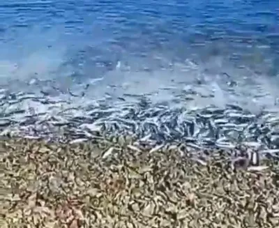 Морское изобилие: огромные косяки рыб выбрасываются на берега Дальнего  Востока - «Экология России»