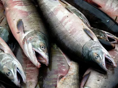 Нерыбный год»: плохая путина лосося на Дальнем Востоке привела к  подорожанию икры и рыбы - «Экология России»