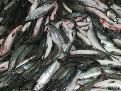 Более 1,5 млн тонн рыбы выловили на Дальнем Востоке