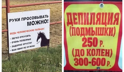 Выбраны самые смешные фото домашних животных 2023 года - Новости  Сахалинской области - astv.ru