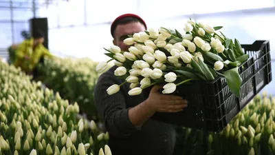 Цены на цветы 8 Марта в Норильске выше не станут — Новости «Северного  Города»