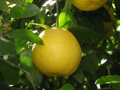Жёлтый фруктовый фрукт Помело изолирован на белом фоне Стоковое Изображение  - изображение насчитывающей диетпитание, освежение: 164168007