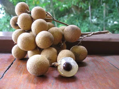 Несколько редчайших экзотических фруктов, о которых мало кто знает | Пикабу