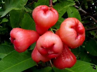 Экзотические фрукты – свойства и пищевая ценность - GetVegetable