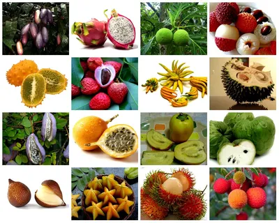 Экзотические фрукты для срисовки - 29 фото