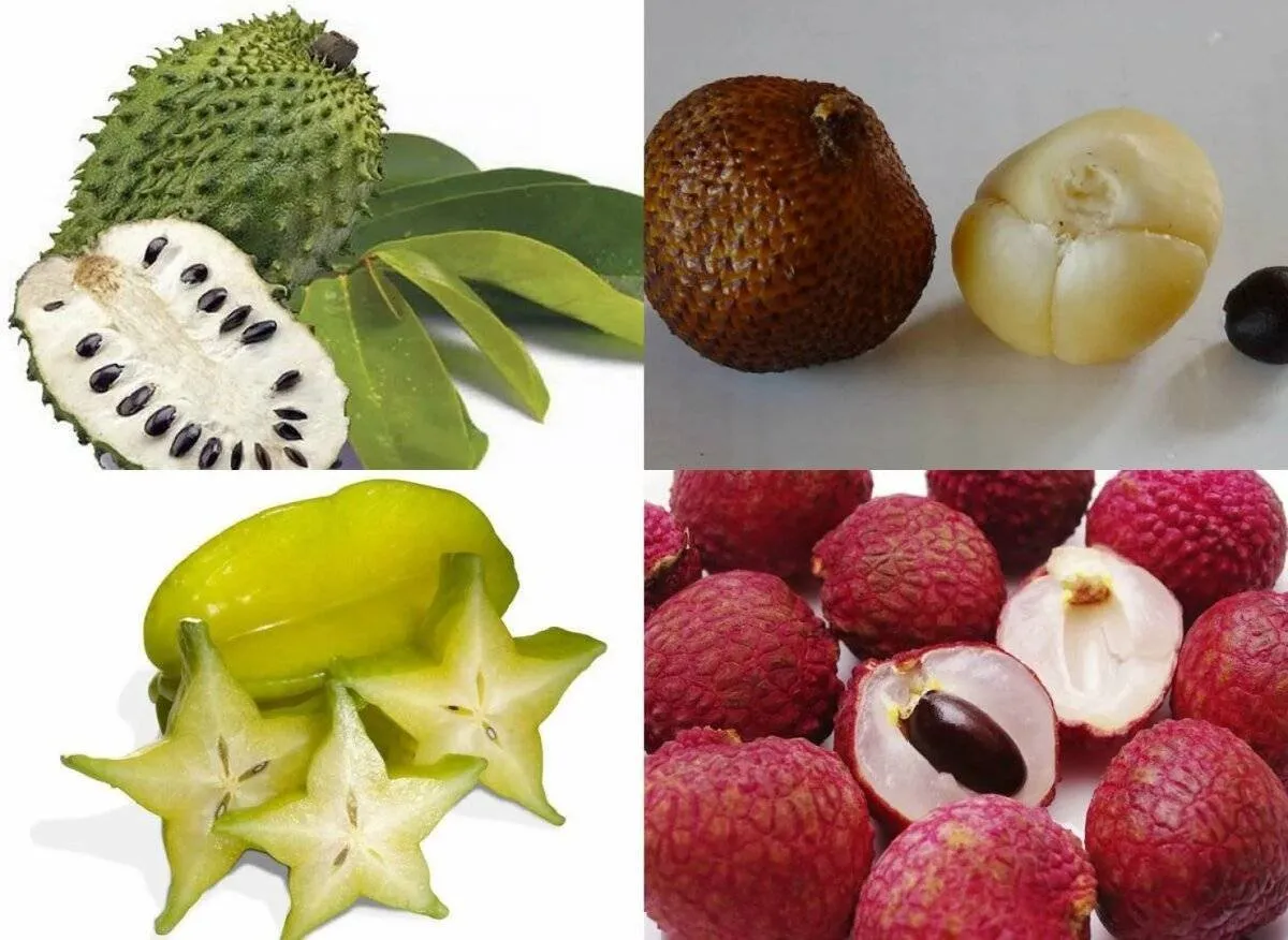 Какие фрукты белые. Тропические фрукты маракуйя личи папайя. Фрукт Нубия. Фрукты экзотическиеназвани. Экзотический фрукт зеленого цвета.