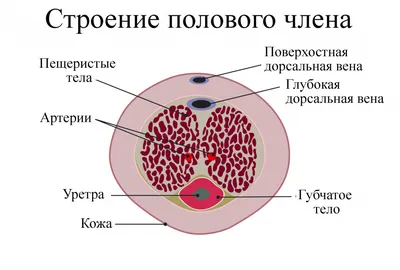 Лимфаденит (воспаление лимфоузлов) у собак | Ветеринарная клиника Берлога