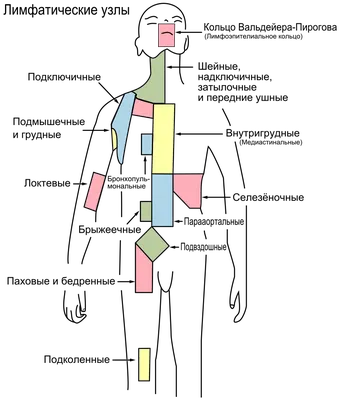 Где находятся лимфоузлы в паху картинки фотографии