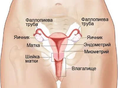 Острый аппендицит: симптомы, признаки, осложнения, диагностика, лечение