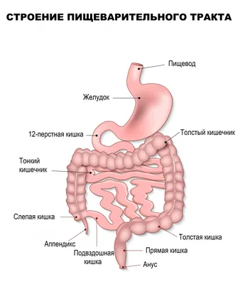 Аппендицит: с какой стороны, симптомы, признаки, диагностика, лечение