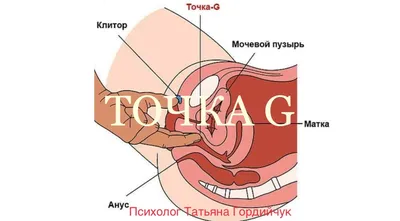 Где находится точка джи у девушек картинки фотографии