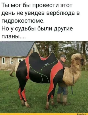 Агрессивный верблюд укусил за лицо смотрителя зоопарка: Звери: Из жизни:  Lenta.ru
