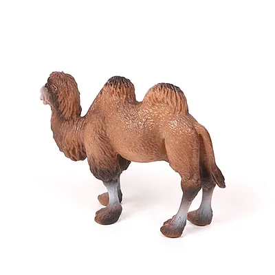 морда верблюда в загоне, картинка верблюда, верблюд, животное фон картинки  и Фото для бесплатной загрузки