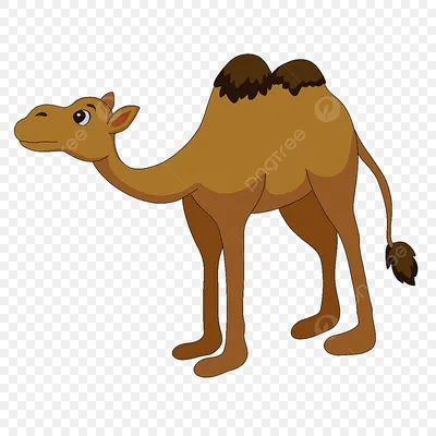 Арабский верблюд Стоковые фотографии, картинки, все без лицензионных  отчислений - Envato Elements