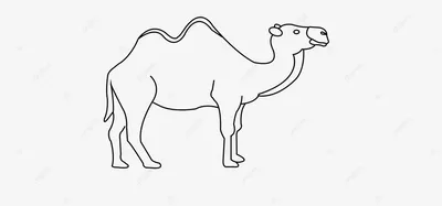 голова коричневого верблюда стоящего в вольере, верблюд верблюд верблюд, Hd  фотография фото, верблюд фон картинки и Фото для бесплатной загрузки
