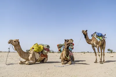 247 342 рез. по запросу «Верблюд» — изображения, стоковые фотографии,  трехмерные объекты и векторная графика | Shutterstock