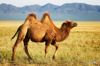 Реалистичные пустынные животные дикая камелистоя модель экшн-фигурки,  животные-верблюд коллекция подарок Декоративного Ремесла | AliExpress