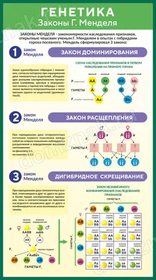 Генетика человека с основами медицинской генетики, Кургуз Р.В., Киселева  Н.В., Издательство Лань, 2023 г. - купить книгу, читать онлайн  ознакомительный фрагмент