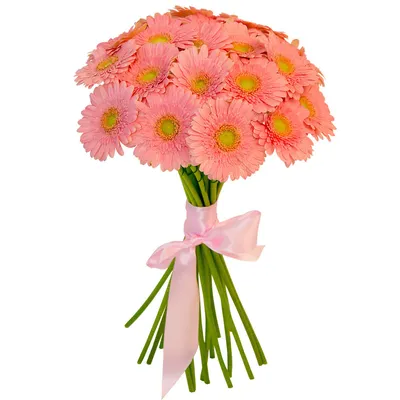Гербера розовая в Северске - Купить с доставкой от 150 руб. |  Интернет-магазин «Люблю цветы»