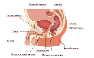 Упражнения при шейном остеохондрозе: лечебная гимнастика, ЛФК и эффективная  зарядка дома