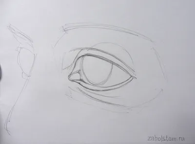 Как нарисовать кошачий глаз на бумаге карандашом поэтапно | Кошачий глаз,  Рисование глаза, Рисовать глаза