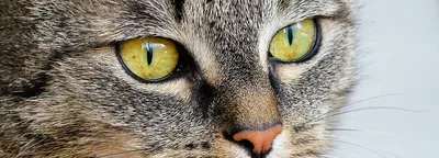 Что означает цвет глаз у кошки | Мир домашних животных | Дзен