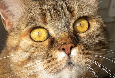 Кошка Зеленые Глаза Глаз Кошки - Бесплатное фото на Pixabay - Pixabay