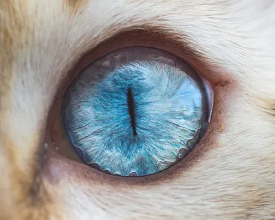 Цветные зеленые и голубые глаза кошки Стоковое Фото - изображение  насчитывающей любимчик, естественно: 161619126
