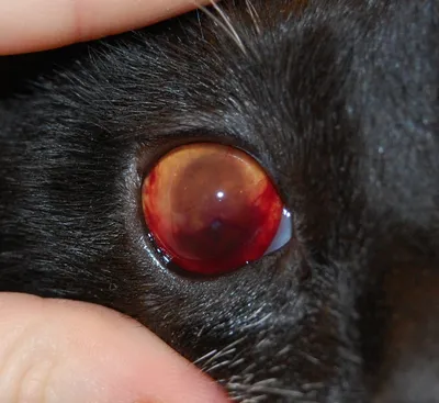 Гипнотизирующие макро фотографии глаз кошек