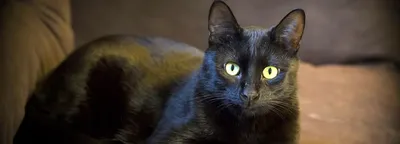 Светящиеся в темноте глаза кошки - Ozero - российский фотосток