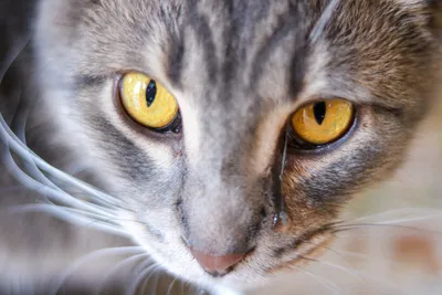 О чем кошки говорят взглядом: как распознать?
